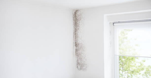 Best Mold-Related Health Consultation  in Clearlake Riviera, CA